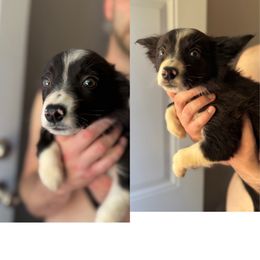 Girl 3 - Black and white female Border Collie puppy in Asheboro, North Carolina from Coble Kennels