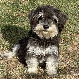 Pepper - Miniature Schnauzer