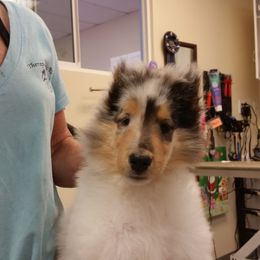 Collie Puppies from Gambit Collies