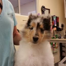 Collie Puppies from Gambit Collies