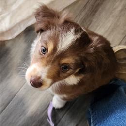 Purple (collar color) you name her - Red tri-color female Miniature American Shepherd puppy in Centralia, Washington from Blackjack Mini Aussies