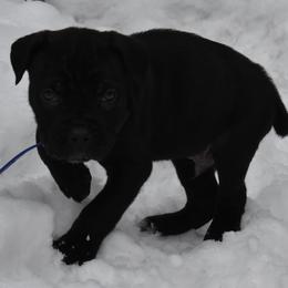 Blue - Black male Cane Corso puppy in Sault Ste Marie, Michigan from Willow Creek Cane Corsos