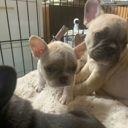 French Bulldog Puppies from Monarchy's Finest French Bulldogs