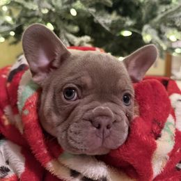 Bulldog and French Bulldog Puppies from Midwest Monster Made Bulldogs