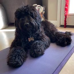 Bear - Goldendoodle