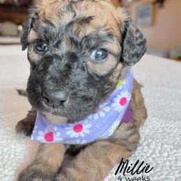 Millie - Wheaten female Whoodle puppy in Knoxville, Tennessee from Fleury Farm Doodles TN