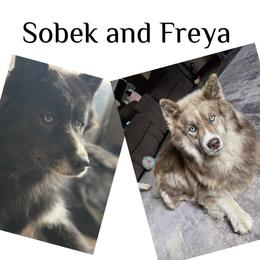 Siberian Husky puppies from S & J Siberian Huskies