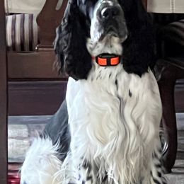 English Springer Spaniel Puppies from Third Creek Springers