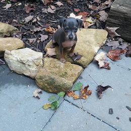 Miniature Pinscher Puppies from Meek's Min Pins