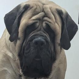 Moon - Mastiff