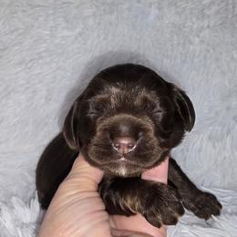 Nutmeg - Brown female Cocker Spaniel puppy in Florence, South Carolina from Reddick's American Cocker Spaniels