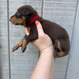 Rolo - Red and rust male Doberman Pinscher puppy in Ludowici, Georgia from Royal Destiny Kennels
