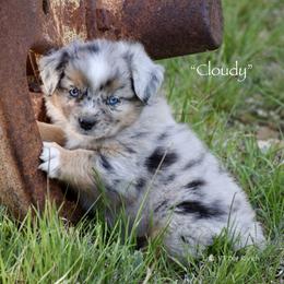 Cloudy - Blue merle female Miniature Australian Shepherd puppy in Evant, Texas from Lazy VT Bar Ranch