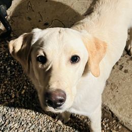 Harvey - Labrador Retriever