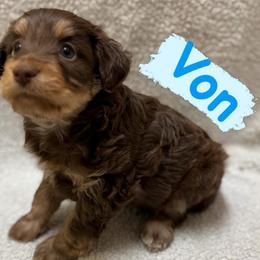 Vonn (Male 2) - Red phantom male Aussiedoodle puppy in South Central, Pennsylvania from Windy Hills Mini Aussies & Doodles