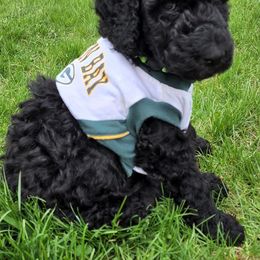 Poodles from Mn Poodles with Standards
