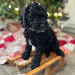 Belle of Louisville - Black female Goldendoodle puppy in Camden, North Carolina from Oopsie Doodles of NC