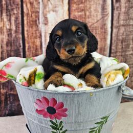 Arlo - Black and tan male Dachshund puppy in Malad City, Idaho from Mountain Sage Dachshunds
