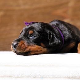 Kezmya - Black and rust Doberman Pinscher puppy in Rockwall, Texas from Elitehaus