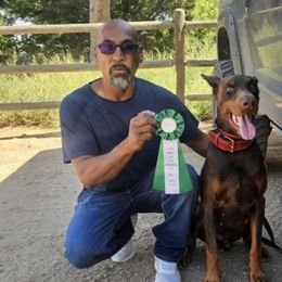 Thanos - Doberman Pinscher