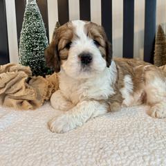 Charlie - Rust and white male Saint Berdoodle puppy in Perrysville, Ohio from Darling Farm Doodles