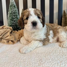 Charlie - Rust and white male Saint Berdoodle puppy in Perrysville, Ohio from Darling Farm Doodles