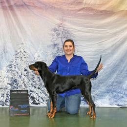 Australian Shepherds, Black and Tan Coonhounds, English Springer Spaniels, and Poodles from Aspenleiter’s Ranch Hands