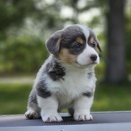 Freddie - Blue male Pembroke Welsh Corgi puppy in Rensselaer, Indiana from Sharand MAS and Pembroke Welsh Corgis