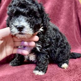 Milo - Black & white male Maltipoo puppy in Mabelvale, Arkansas from Durham's Designer Poos