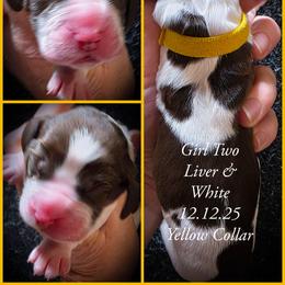 Girl 2 - Liver and white female English Springer Spaniel puppy in Silverdale, Washington from TimberVale Springers