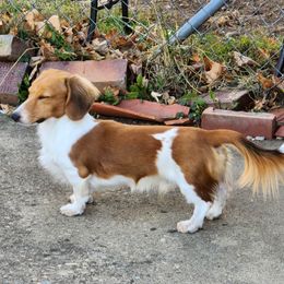 cooper - Dachshund