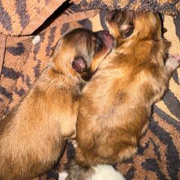 Peaches - Cream sable male Pomeranian puppy in North Port, Florida from POMRITA POM’S