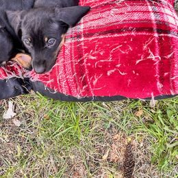Dachshund Puppies from Rocky Mountain Wieners