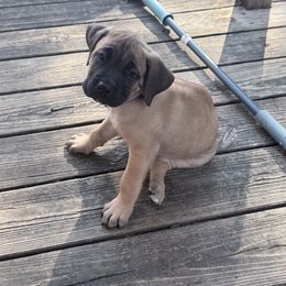 Cane Corso Puppies from Aries Legecy Cane Corso