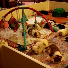 Australian Shepherd Puppies from RisingStar Australian Shepherds