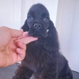 Cocker Spaniel Puppies from Top Notch Sporting Dogs