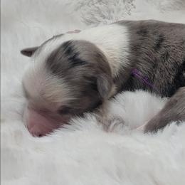 Blossom - Blue merle female Miniature Australian Shepherd puppy in Deer Park, Washington from Rodeo Aussies