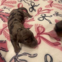 Brie - Dapple female Dachshund puppy in Sacramento, California from Valentina's mini  AKC Dachshunds