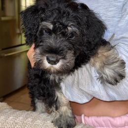 Zeus - Black and silver male Miniature Schnauzer puppy in Akeley, Minnesota from Great Northern Schnauzers