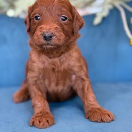 Nancy - Red  female Goldendoodle puppy in Yuciapa, California from AlltheDoodlez_