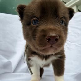 John (Grey Collar) - Red and white male Siberian Husky puppy in Warwick, Rhode Island from Young Orchard Siberians