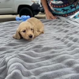 Lily - Cream female Dachshund puppy in Ramona, California from Royal Rose Dachshund Family