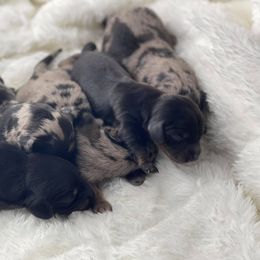 Dachshund Puppies from Hart Dachshunds