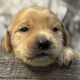 Hope - Light golden Golden Retriever puppy in Angier, North Carolina from Howard's Retrievers