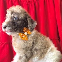 Peaches - Merle female Labradoodle puppy in Candler, North Carolina from Maple Bakin’ Doodles