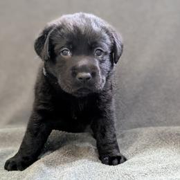 Ash - Black male Labrador Retriever puppy in Lithonia, Georgia from Marmolejos Labs