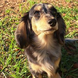 Ash - Dachshund