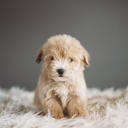 Kambree - Apricot female Schnoodle puppy in Caldwell, Idaho from Boise Doodle Co.