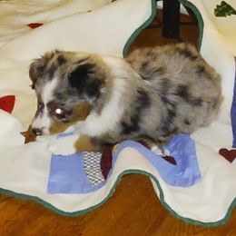 Miniature Australian Shepherd Puppies from D & B Aussies