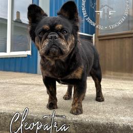 Cleo - French Bulldog